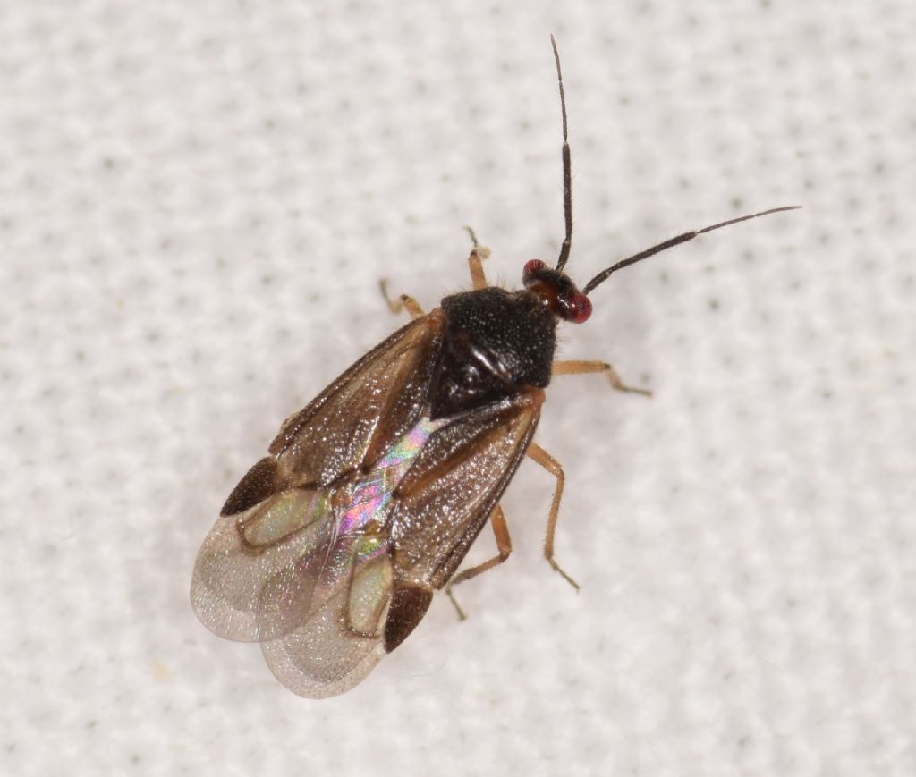 Miridae: Bothynotus pilosus (Boheman, 1852)